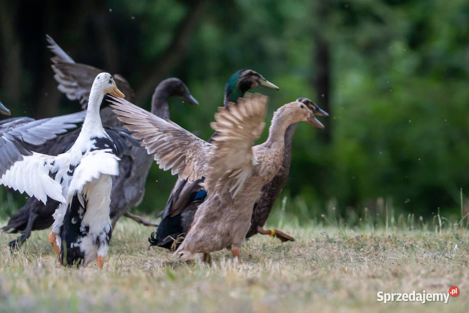 Jaja lęgowe kaczek biegusów z czubem Drób i ptactwo Giełda zwierząt Lisewiec