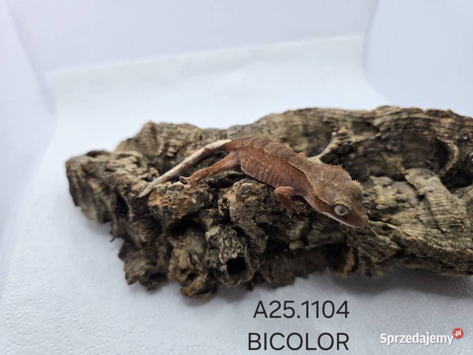 Gekony orzęsione Zawiercie sprzedam