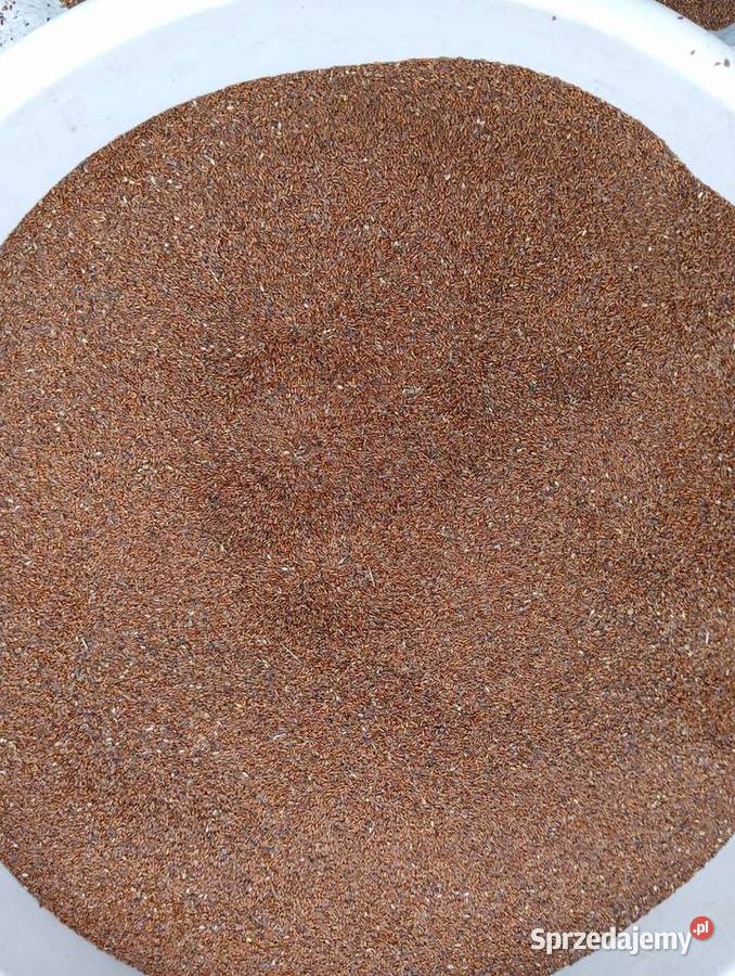 Nasiona babka lancetowata 2025 Pozostałe lubelskie Izbica