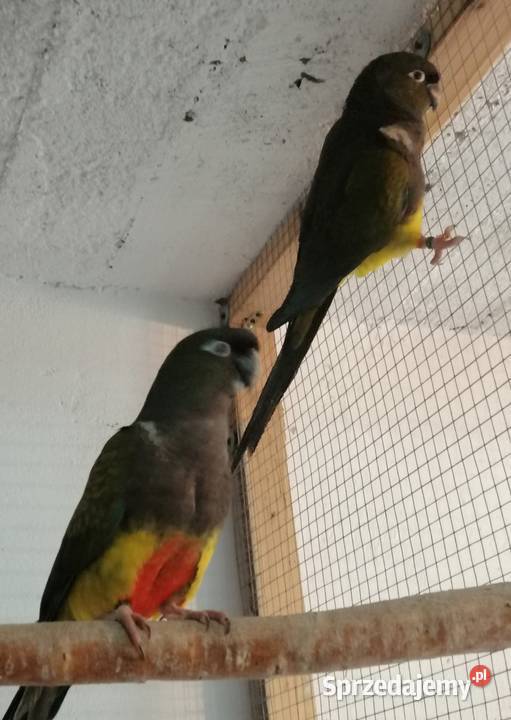 Patagonki 2020 para mazowieckie Sulbiny