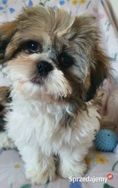 Śliczny Piesek Shih Tzu