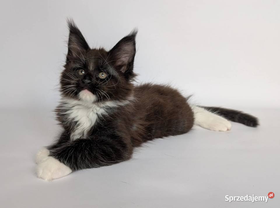 Słodkie kociaki Maine Coon Wrocław