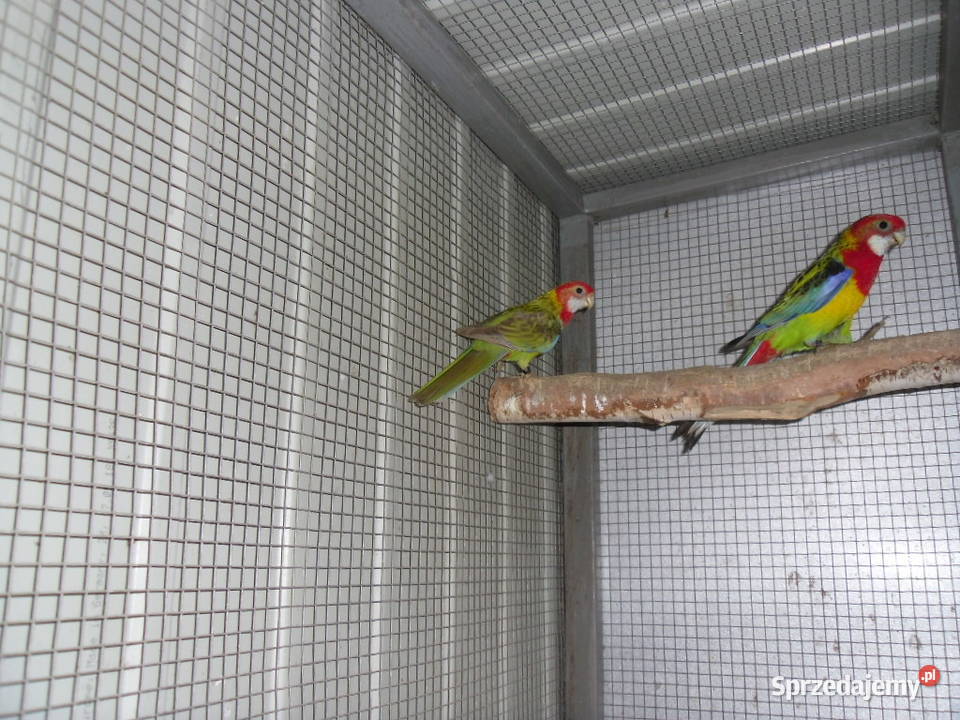 Rozella Rozelle Białolice Pyskowice