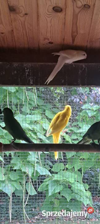 Modrolotki Hrubieszów