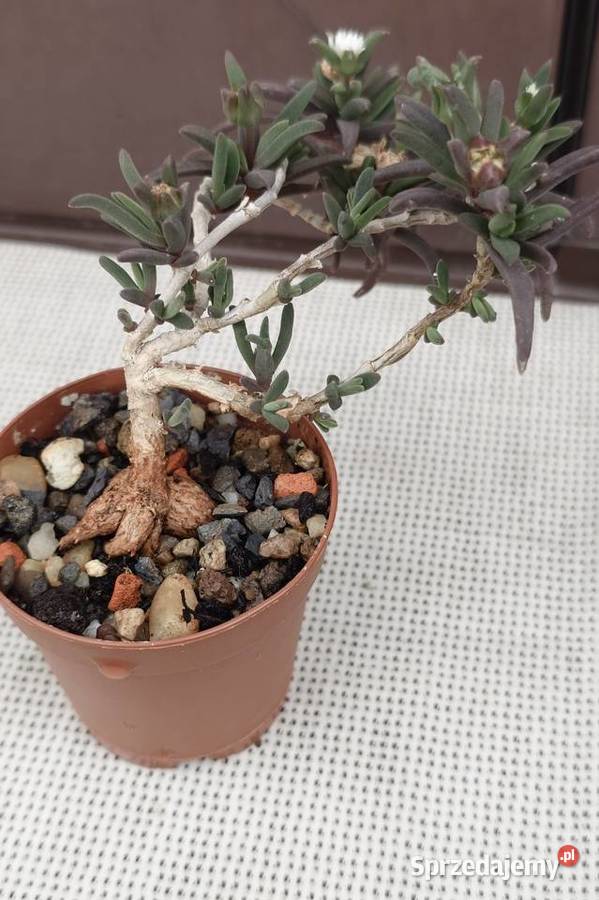 Delosperma bosseranum kaudeks miniatura w Warszawa