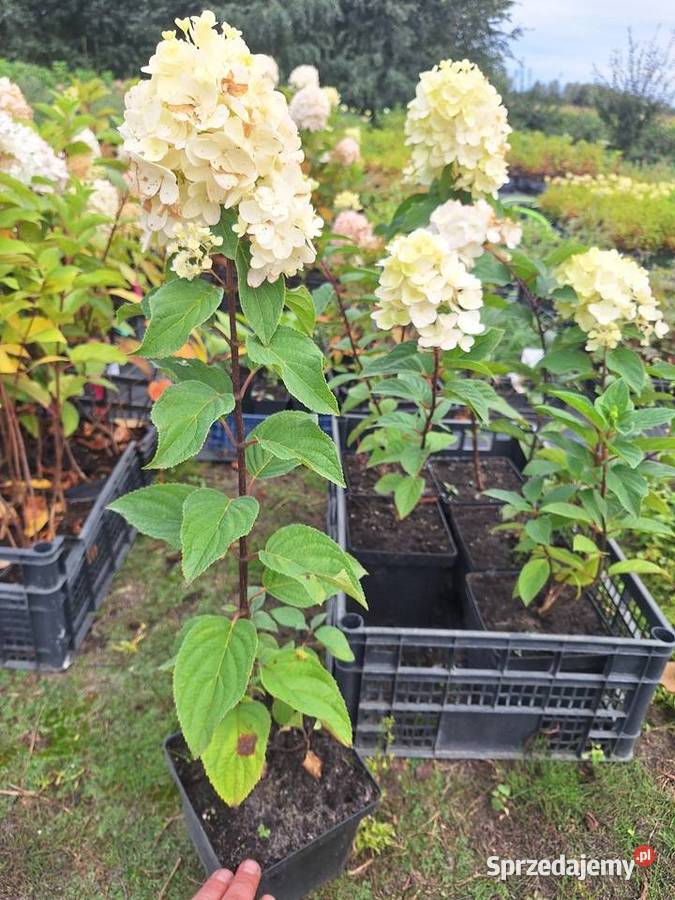 Hortensja bukietowa I krzewiasta 3l Dostarczamy Dorohucza sprzedam