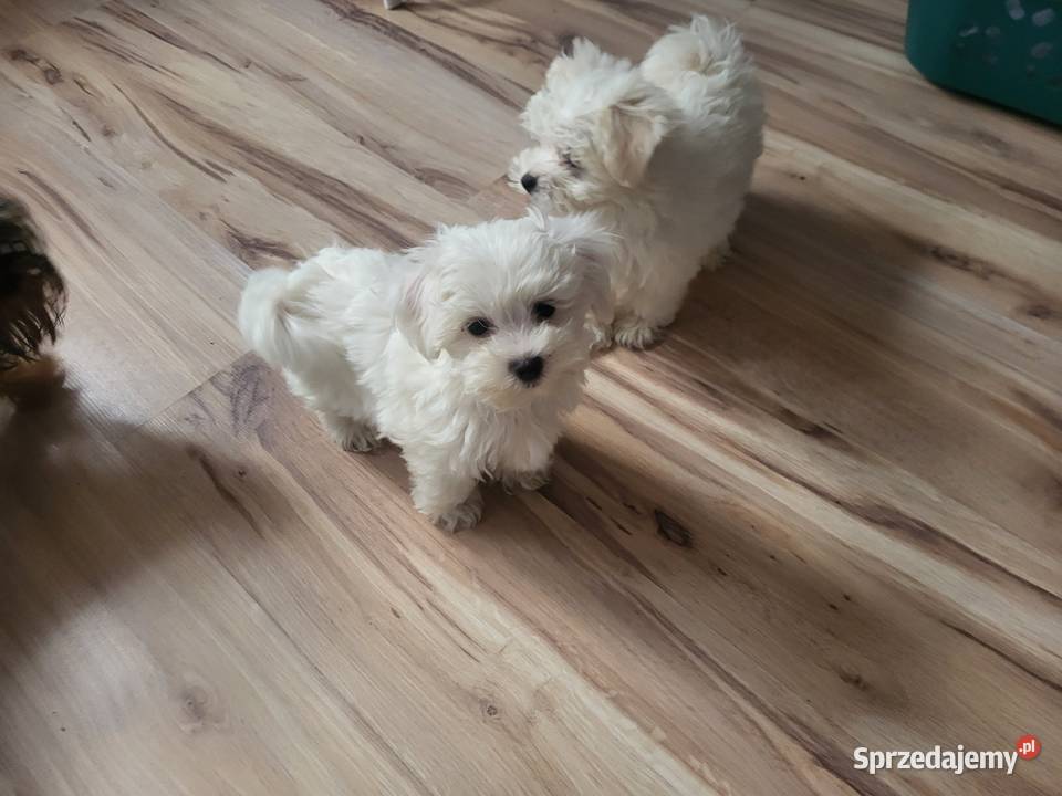 Maltańczyk maltanczyki Łukowa