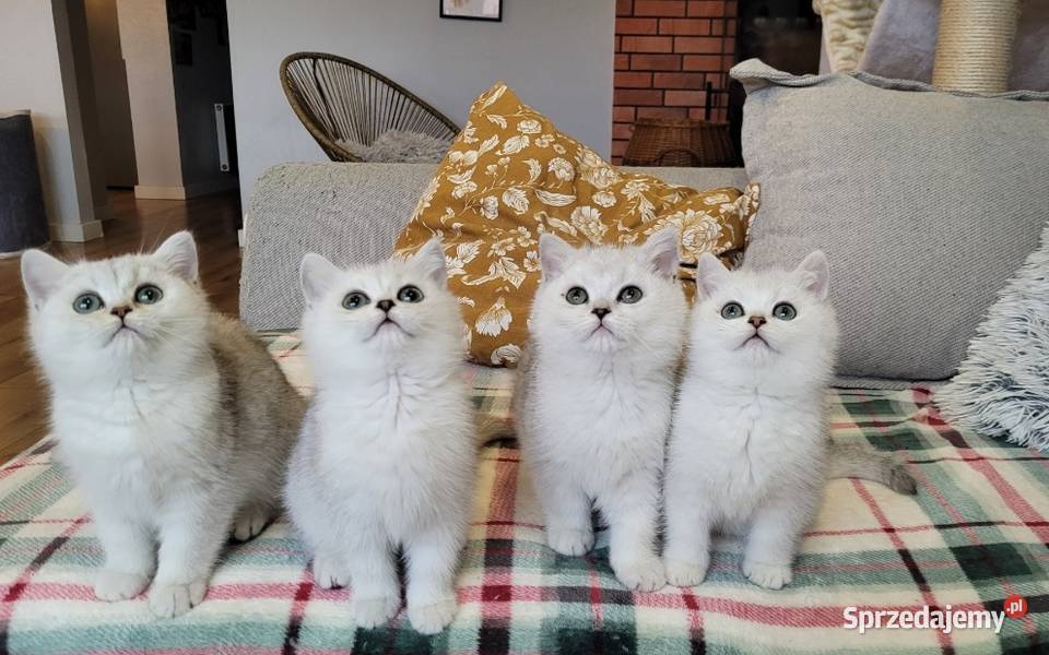 srebrne pointy kocięta brytyjskie Zielona Góra
