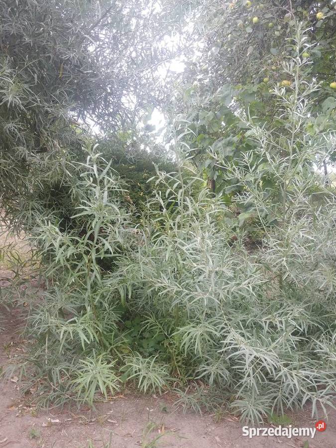 Rokitnik sadzonki Mońki