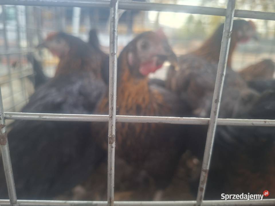 Kury Nioski Lohmann leghorn Rosa Dominant Częstochowa