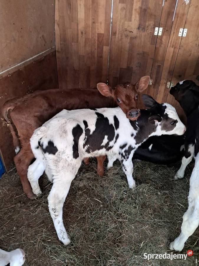 Cielaki mieszańce Klonownica Mała sprzedam