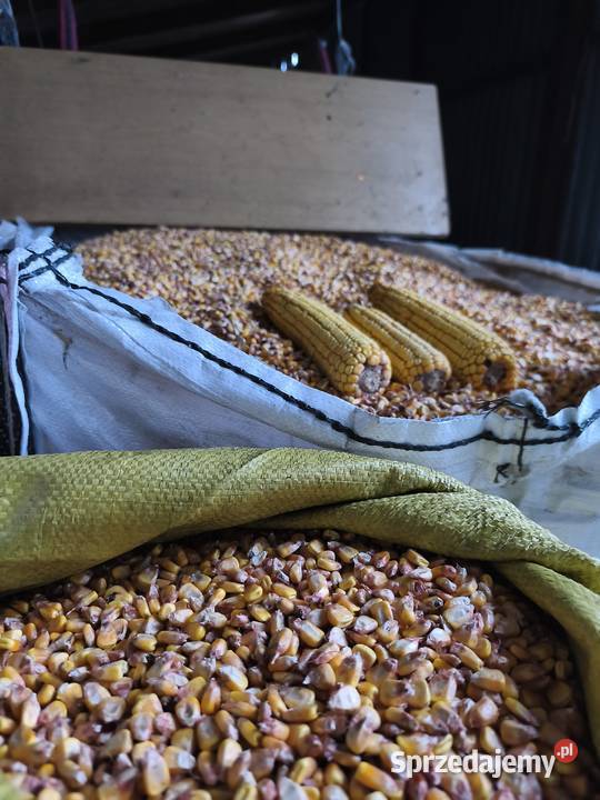 kukurydza srutowana mielona Pajęczno