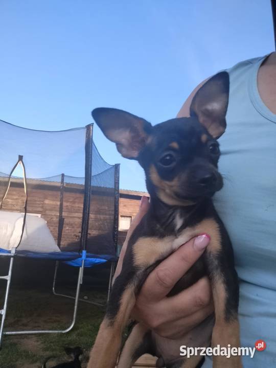 Szczeniak pinczer suczka Płońsk