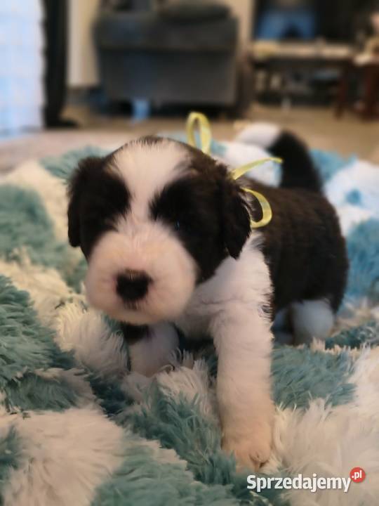 Bearded collie szczeniaki FCI Pozostałe zachodniopomorskie Stargard sprzedam