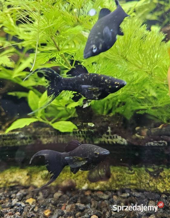 Molinezje bocja wspaniała bocja siatkowana Pinczyn