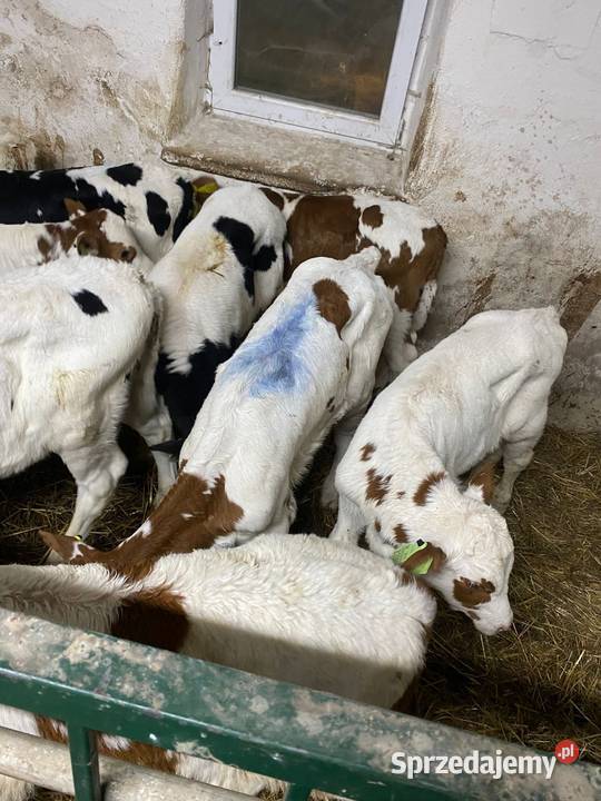 Sprzedam cielaki Kwidzyn