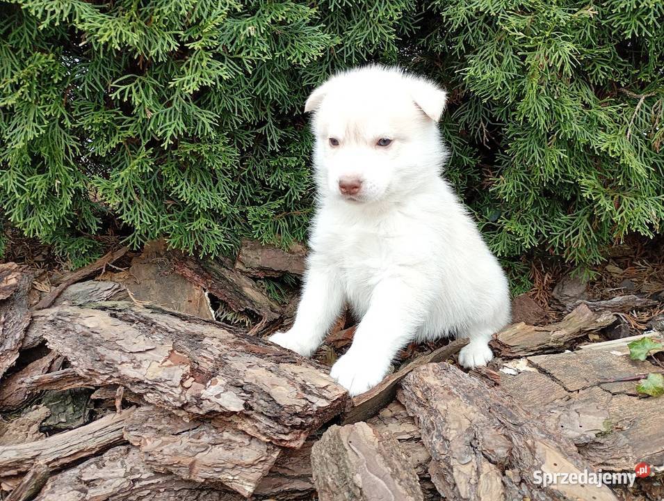 Siberian husky girl Racibórz