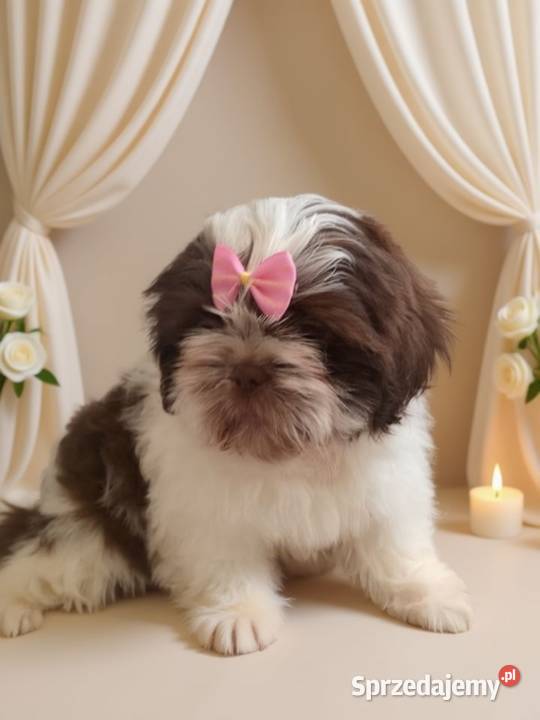 Biało czekoladowa śliczna suczka rasy ShihTzu