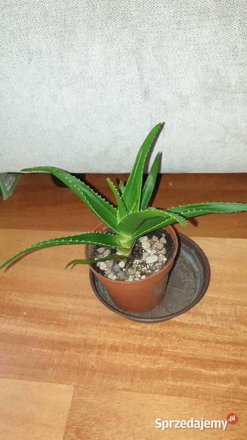 Aloes zielony roślina rosnąca 2 Kaktusy i sukulenty Warszawa sprzedam