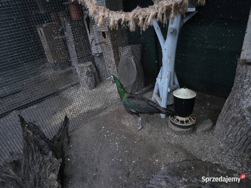 Paw Szmaragdowy Ostrów Wielkopolski