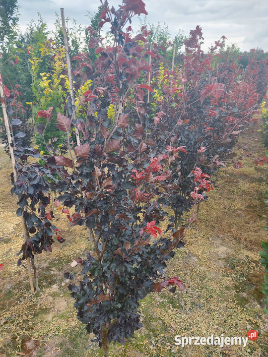 Buk pospolity Dawyck Purple Wysokośc 180 250 Kraków