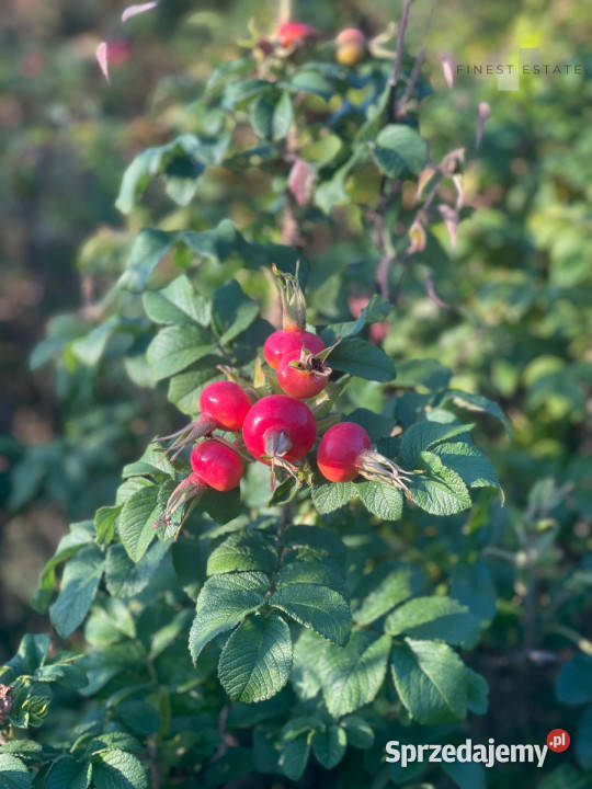 Grunt 1845 metrów Podkampinos Jagodowa