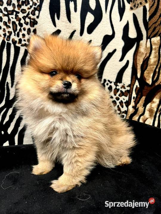 Szpic miniaturowy Pomeranian ORANGE Łódź