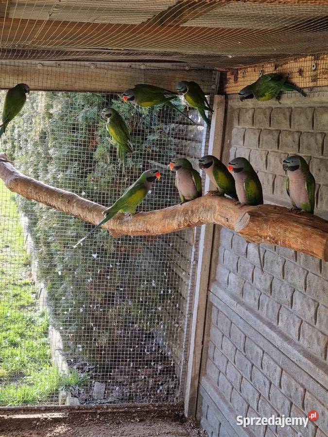 Aleksandretty Chinskie Odolanów