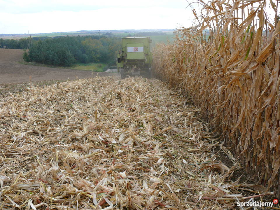 Claas Dominator 85 Herder do KUKURYDZY Racibórz