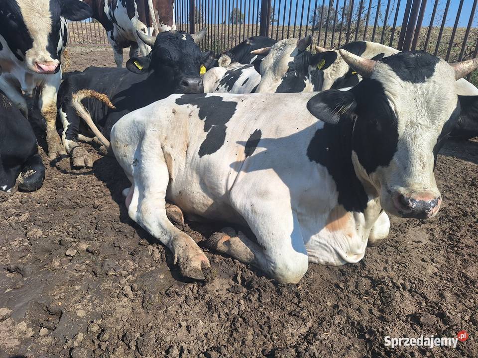 Byki hf Bydło Warszew