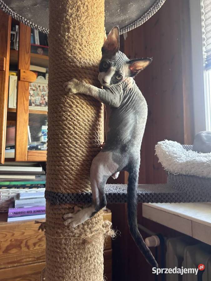 Piękna kotka sfinks do odbioru Łódź