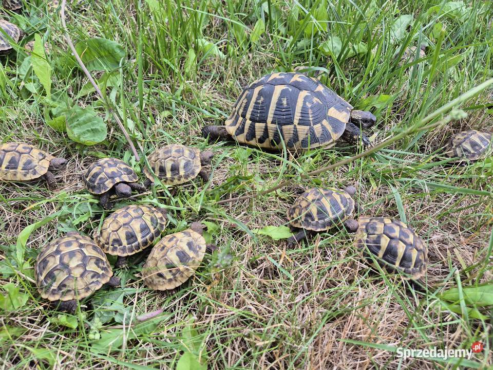 Żółwie greckie na sprzedaż Zwierzęta