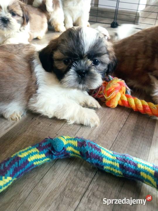 Shihtzu szczeniaki Dębica