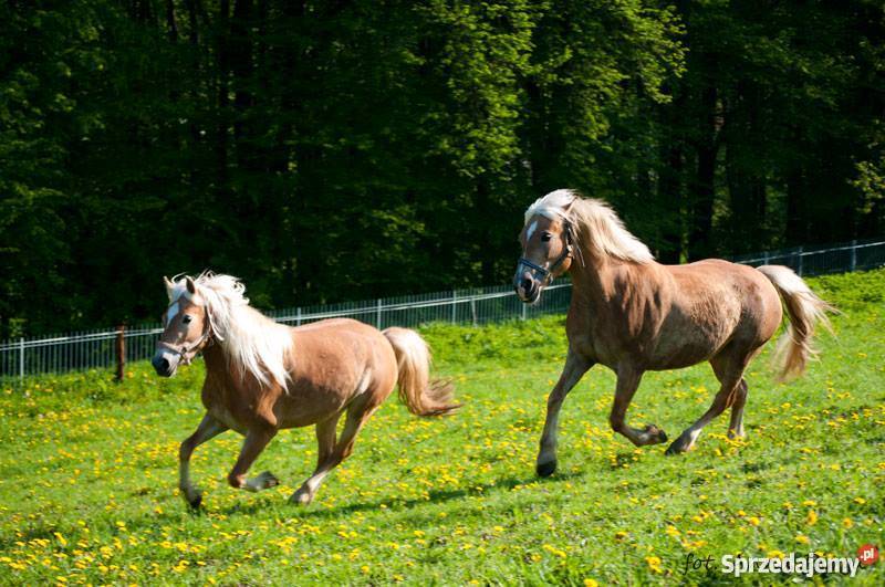 klacz haflinger urodziwa Pozostałe Rzeszów