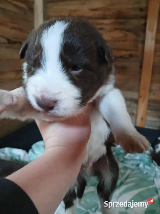 Bordel colie szczeniaki sunie pieski Sierakowice