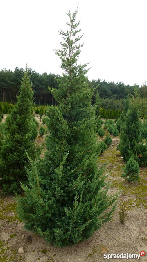 Jałowiec Obelisk Rośliny Konin