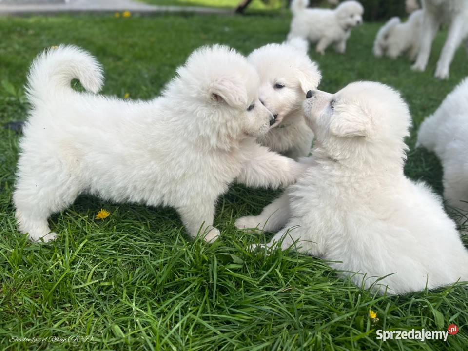 Biały Owczarek Szwajcarski z hodowli ZKWPFCI małopolskie Rzeszotary