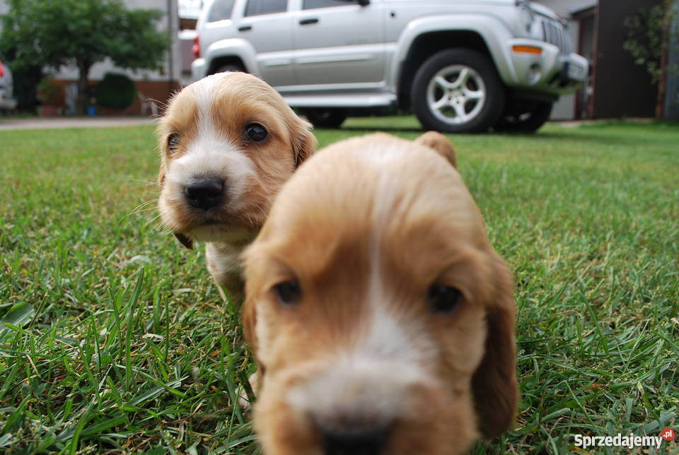 Cocker Spaniel szczeniaki