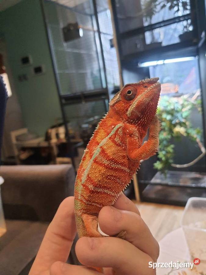 kameleon lamparci ambilobe red bar Lubień Kujawski