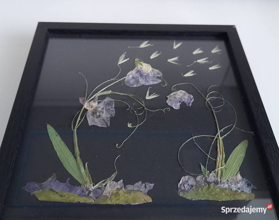 Obraz Kwiatowy Kompozycja Groszki Dekoracja Domu Rotmanka