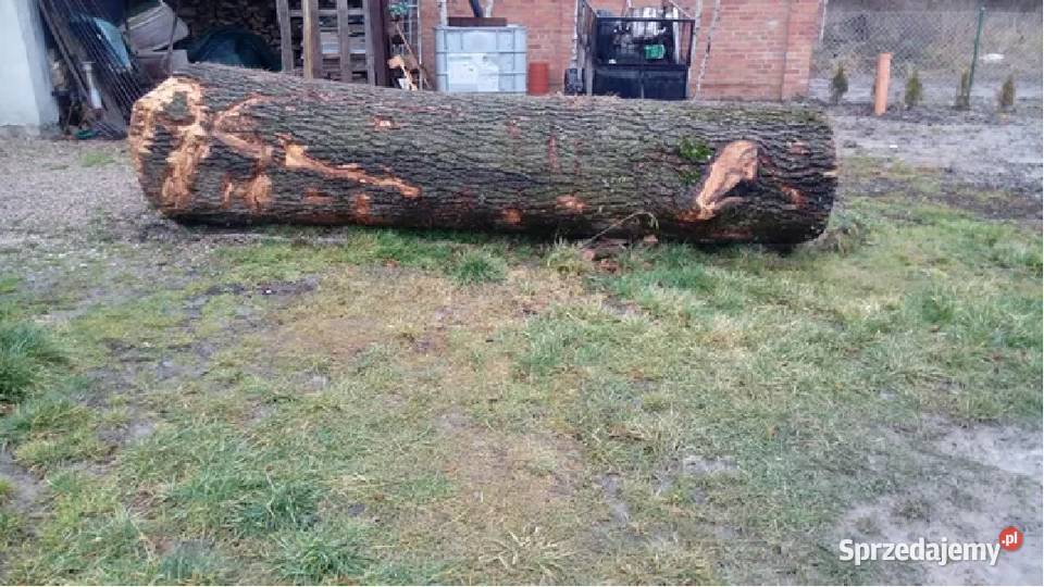 Jesion tartaczny dl 4m szer 1m sprzedam