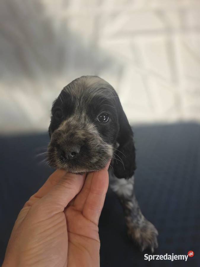Cocker Spaniel Angielski Żelazków