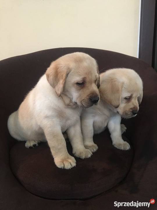 Szczeniaki labrador z rodowodem Sokół Sprzedajemy.pl