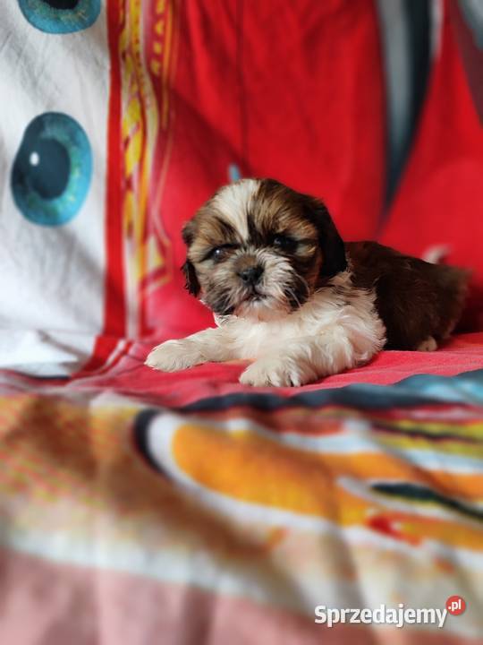 Shih tzu mazowieckie Zyck Polski sprzedam