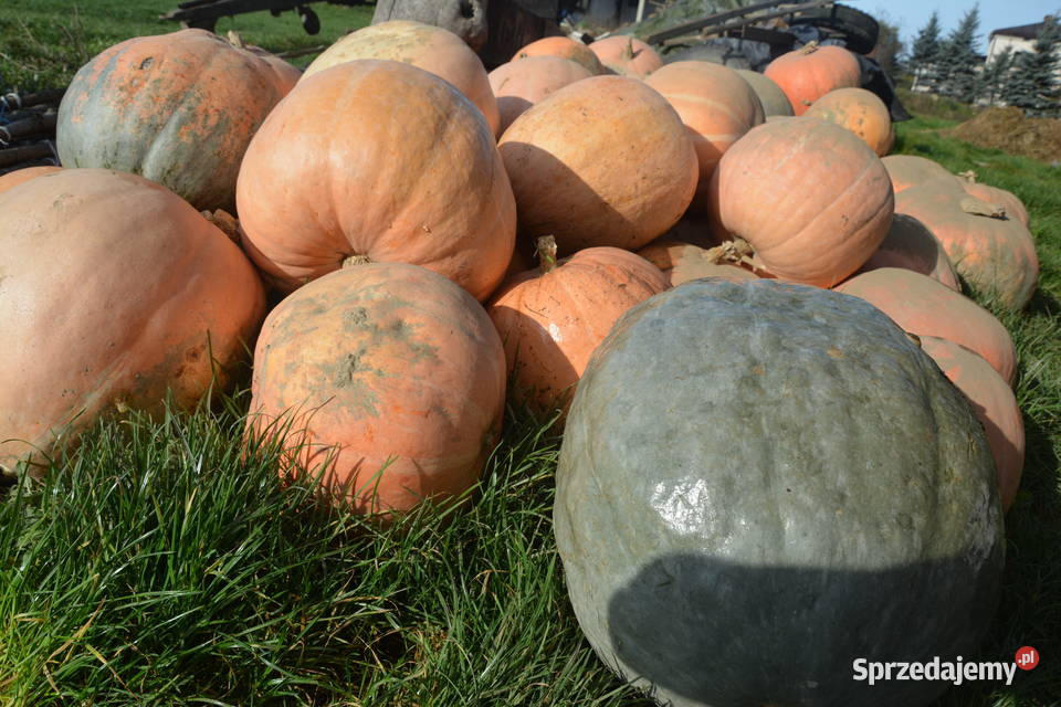 Sprzedam Dynię kurbydłatrzody