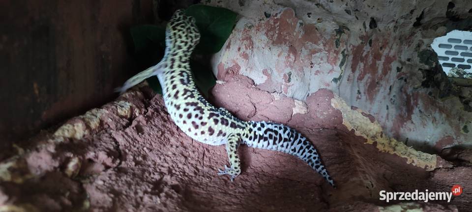 Gekon lamparci wyposażenie terrarium zestaw Gady i płazy Płońsk