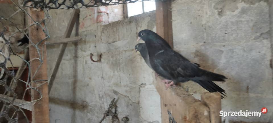 Sprzedam gołębie Mikołajewskie lubelskie Tokarówka sprzedam