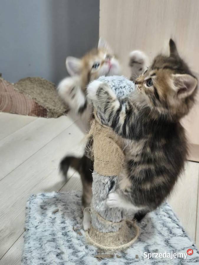 Syberyjska kotka NIKA rodowód FIFE FPL Syberyjski