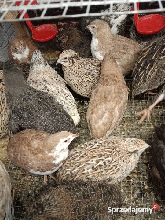 Jaja lęgowe przepiórcze