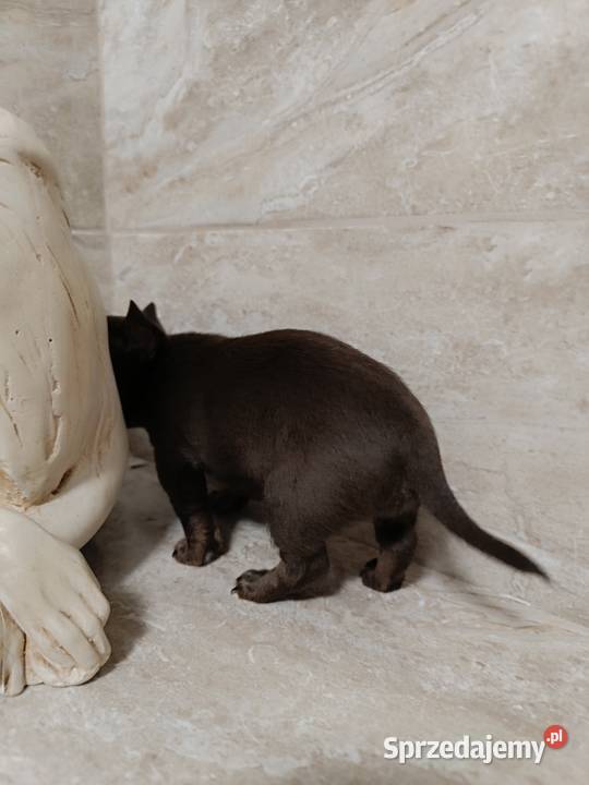 Chihuahau czekoladowy Warszawa